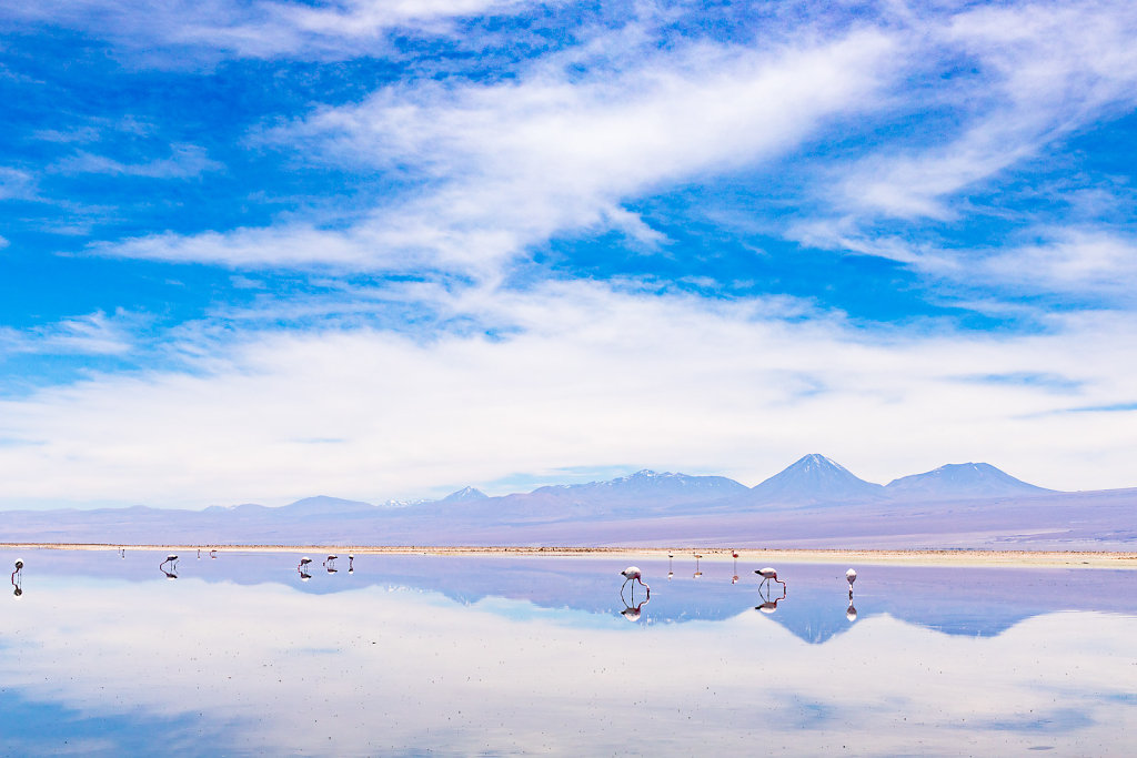 Flamingos in der Atacama-Wüste