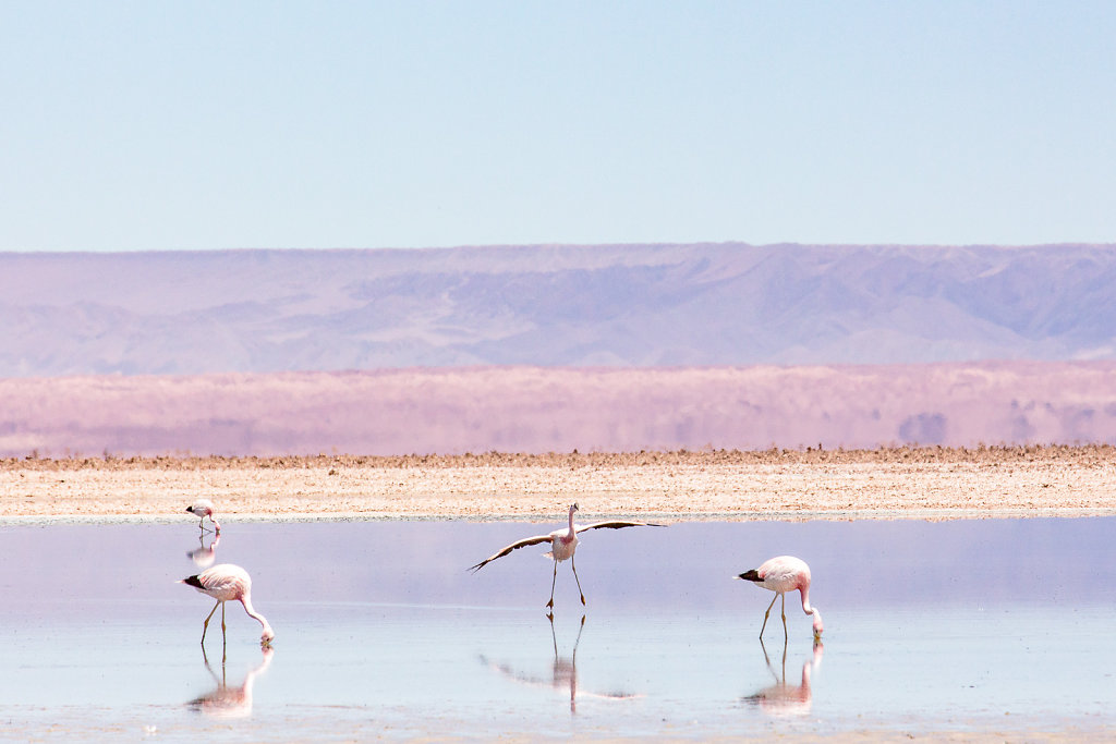 Flamingos in der Atacama-Wüste